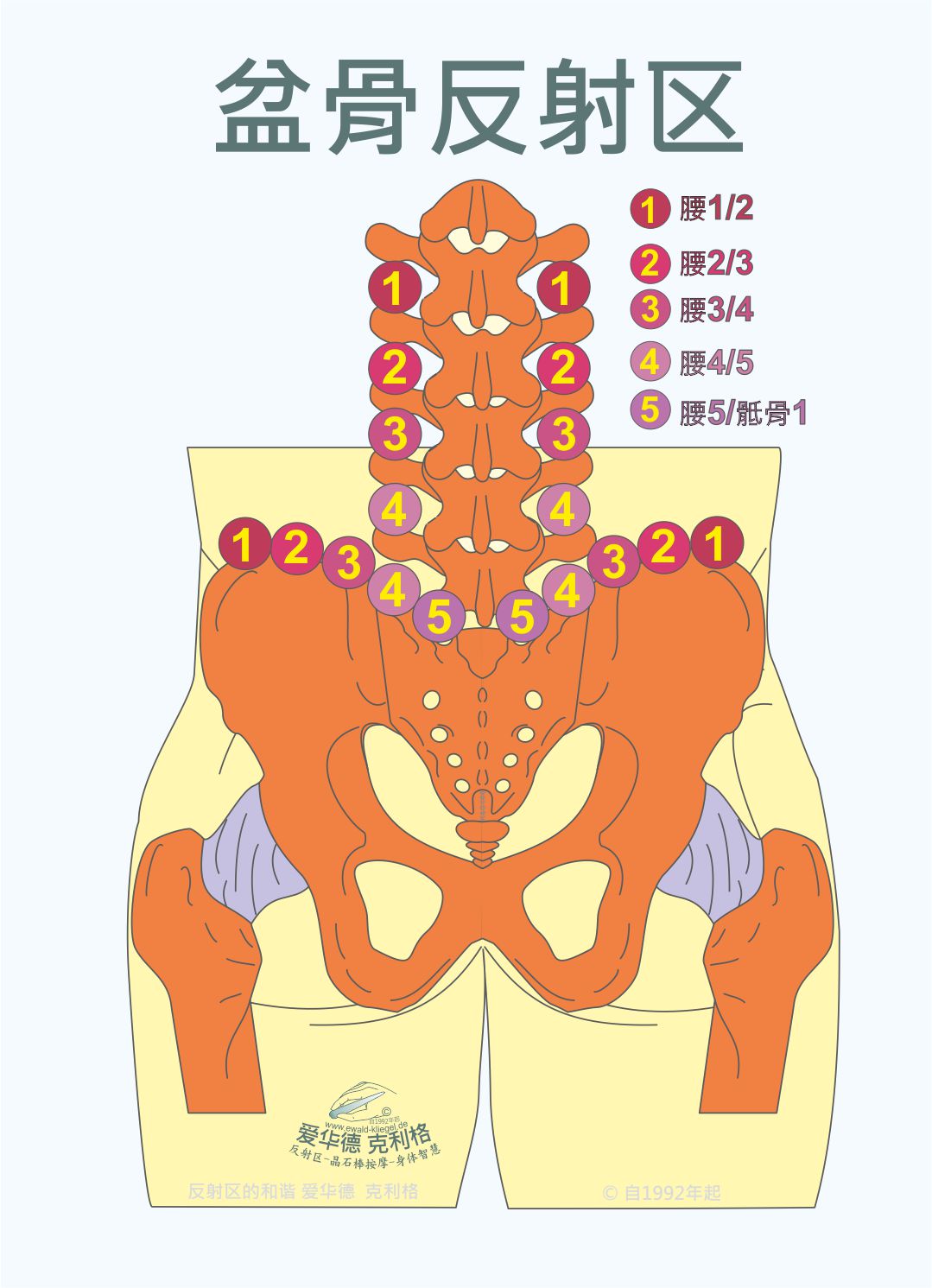 盆骨反射区-Iliac-Crest