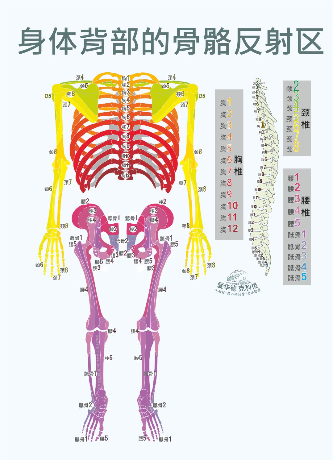 身体背部的骨骼反射区-Sclerotomes-Back