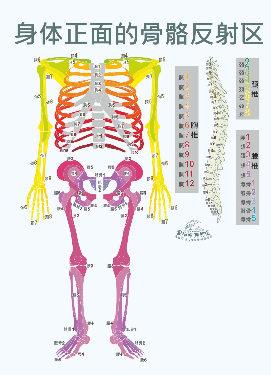 身体正面的骨骼反射区-Sclerotomes-Front